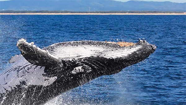 A humpback whale off the coast of Australia's Gold Coast