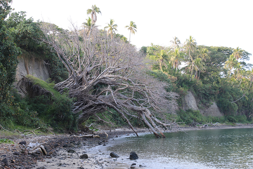 Collapsed Kastom fig tree at Port Resolution on Tanna