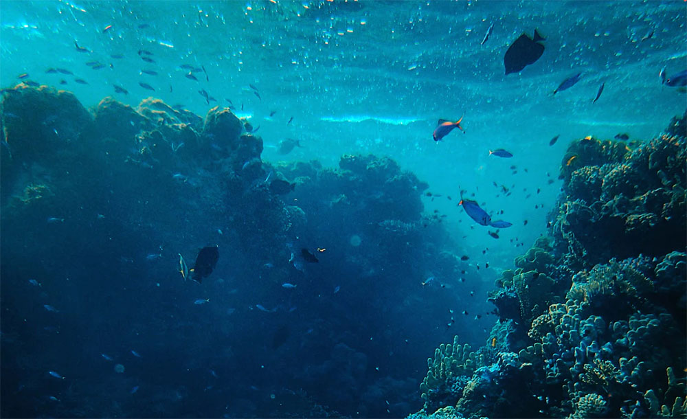 Coral reef processes
